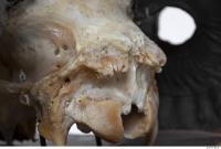 mouflon skull 0031